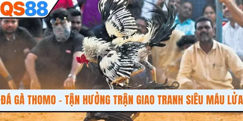 Đá Gà Thomo - Tận Hưởng Những Trận Giao Tranh Siêu Máu Lửa