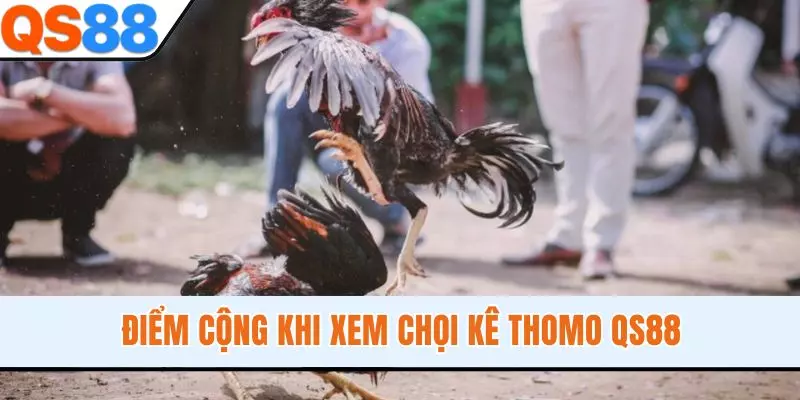 Điểm cộng khi xem chọi kê Thomo QS88